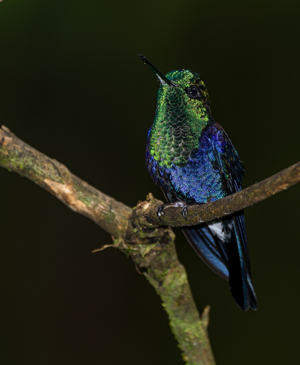 kolibřík vidloocasý - ML616503989