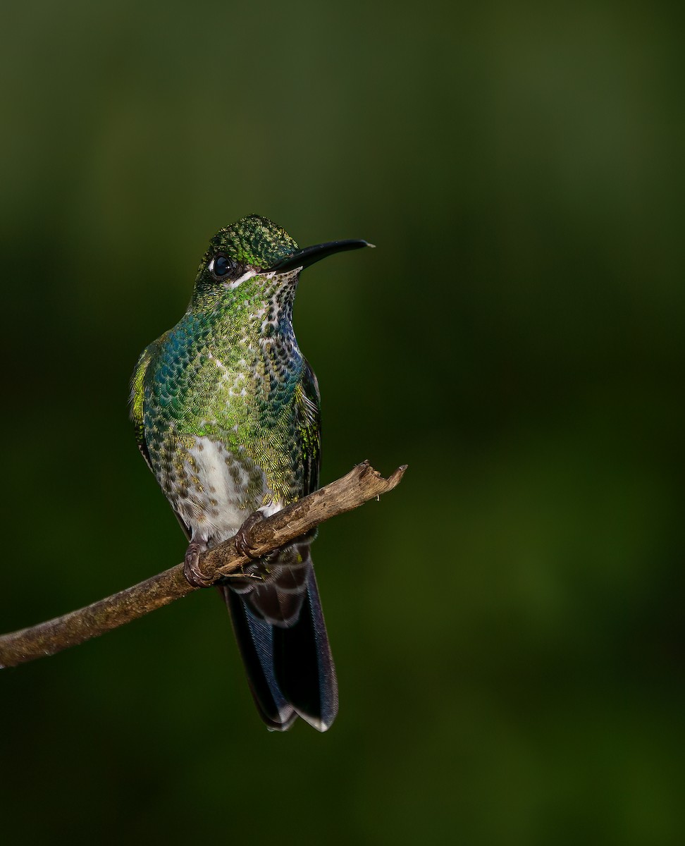 kolibřík subtropický - ML616504017