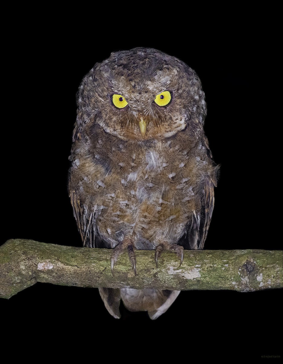 Mountain Scops-Owl - ML616504049