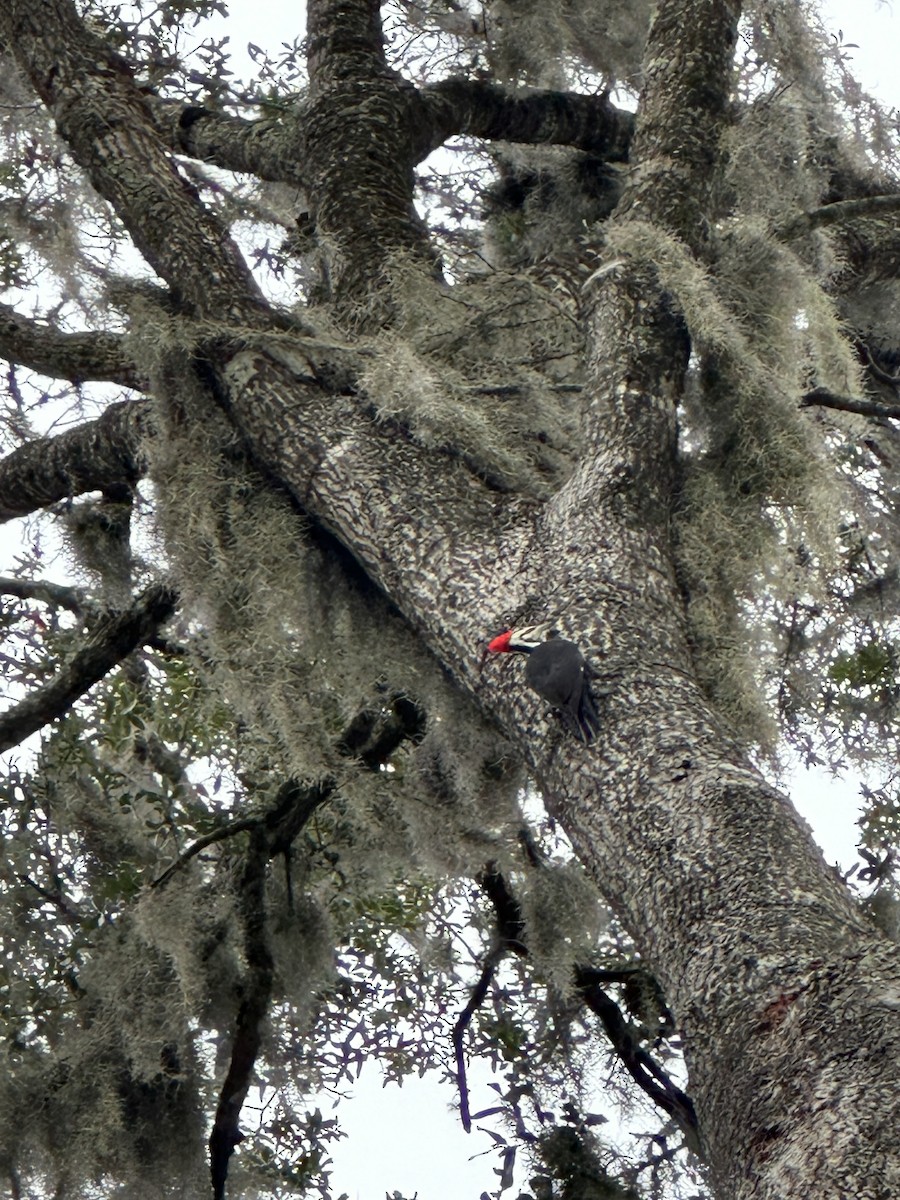 Pileated Woodpecker - ML616504052