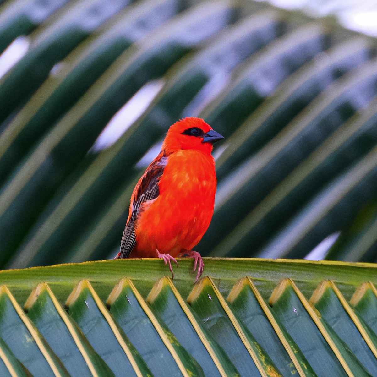 Red Fody - Andrew Dressel