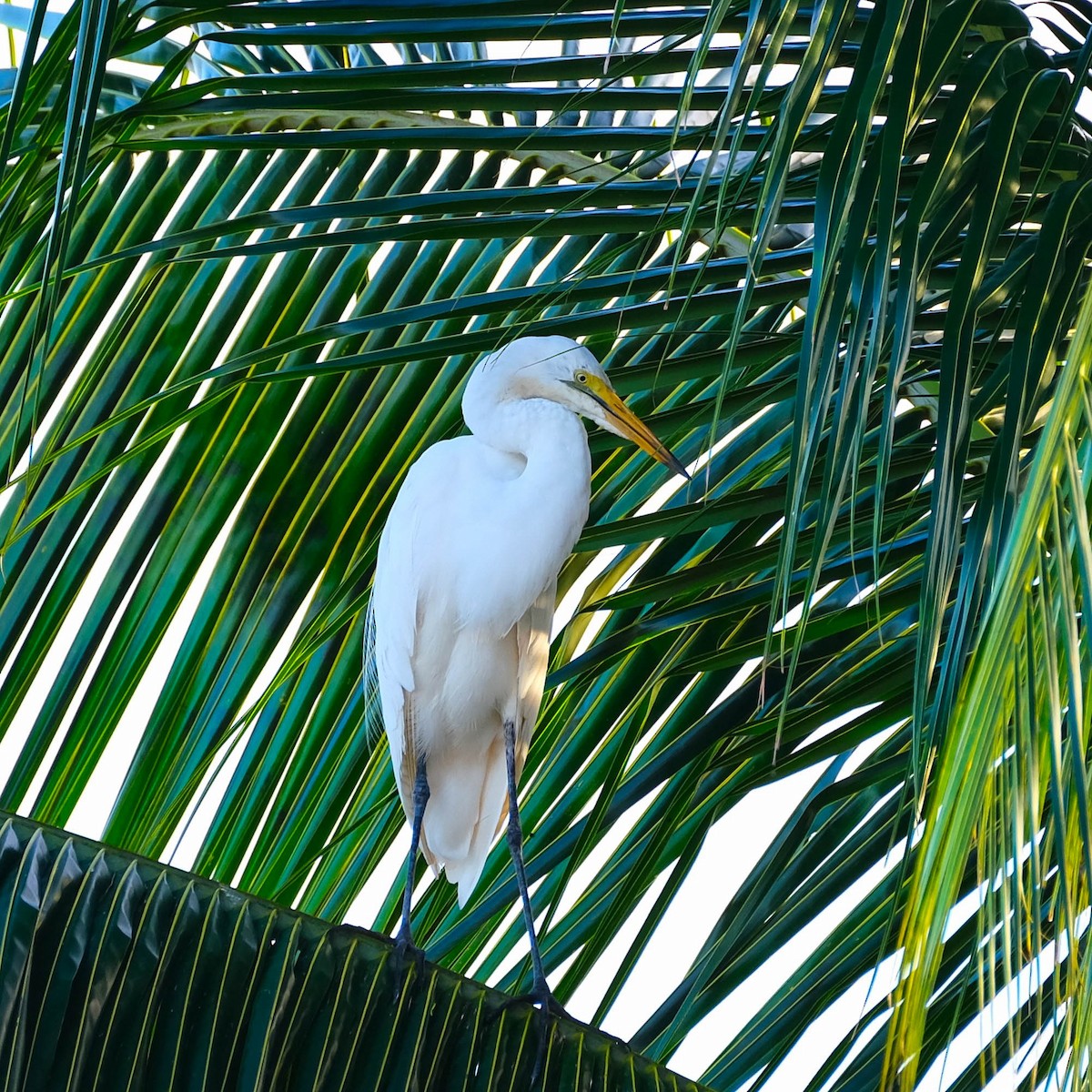 Great Egret - ML616504081