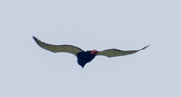 Bateleur des savanes - ML616504115