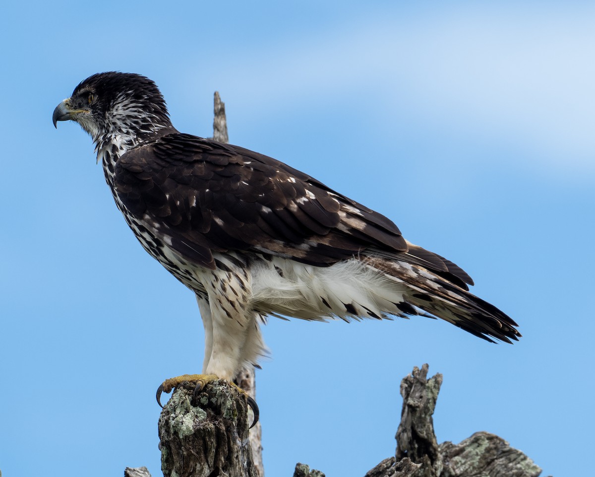 African Hawk-Eagle - ML616504123