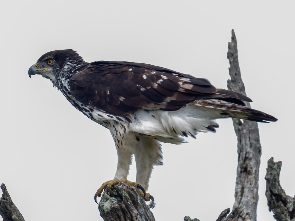 African Hawk-Eagle - ML616504129