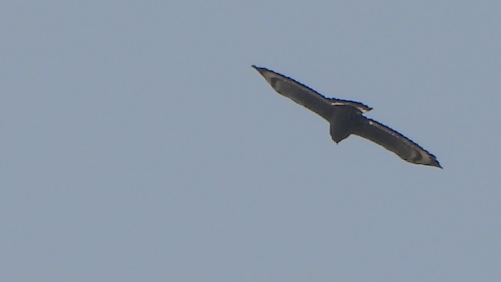 Crested Serpent-Eagle - ML616504143