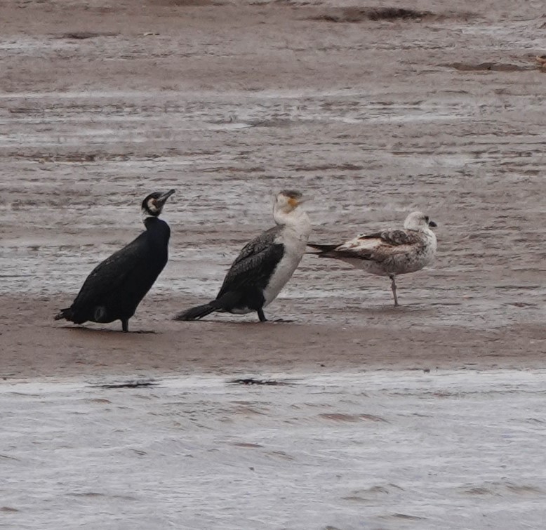 Great Cormorant (Moroccan) - Martin Pitt