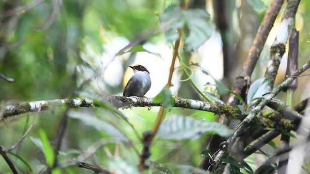 Black-cheeked Gnateater - ML616504206