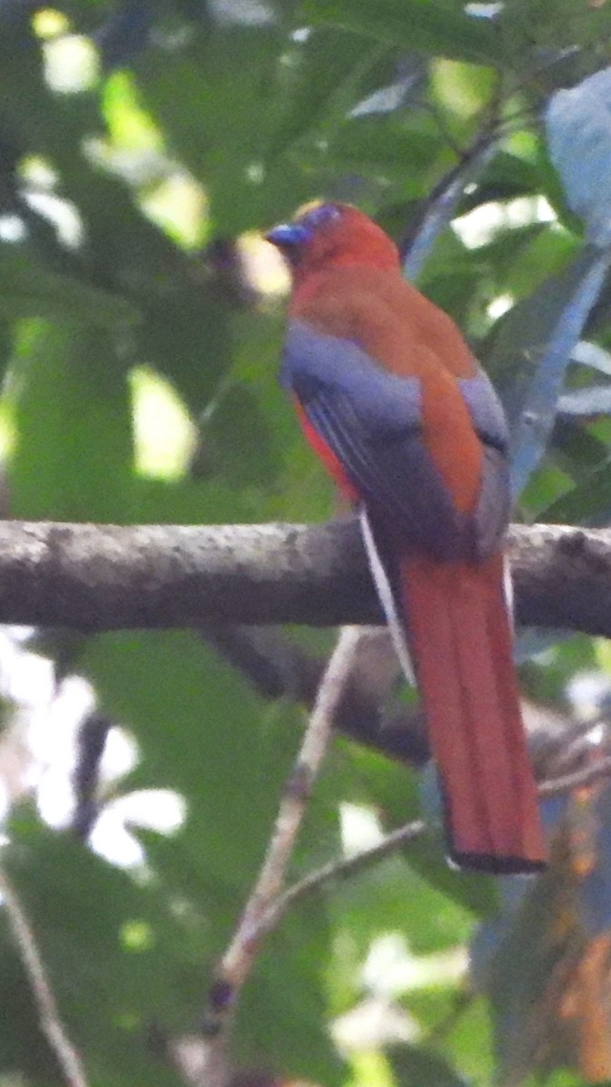 trogon rudohlavý - ML616504214