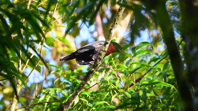 Red-ruffed Fruitcrow - ML616504230