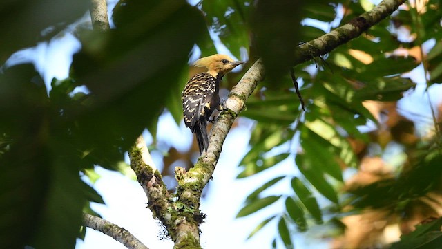 Blond-crested Woodpecker - ML616504236