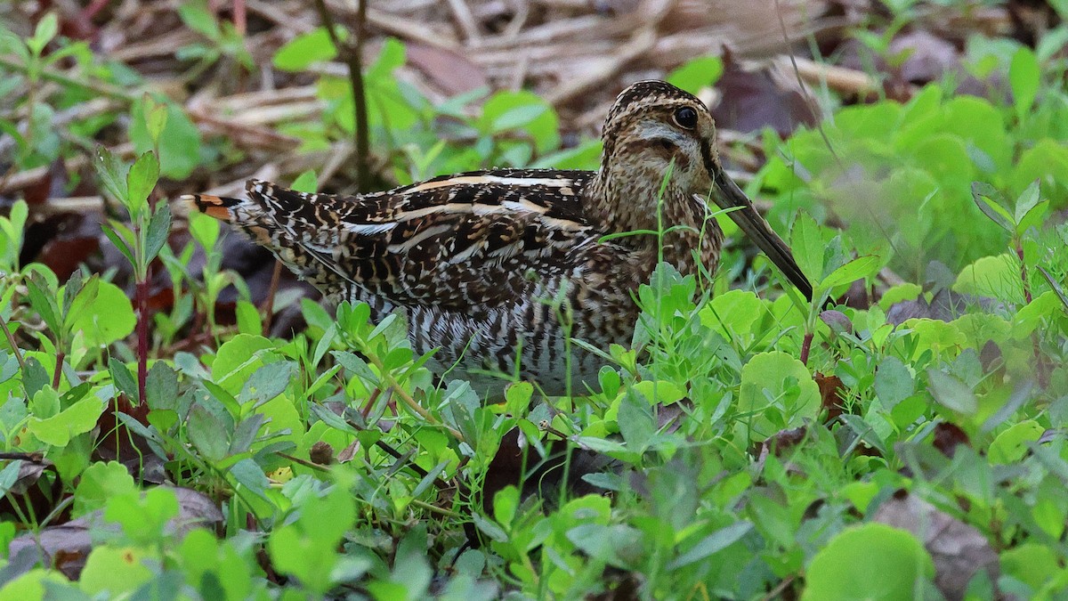 Wilson's Snipe - ML616504248