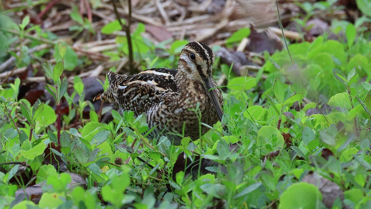 Wilson's Snipe - ML616504259