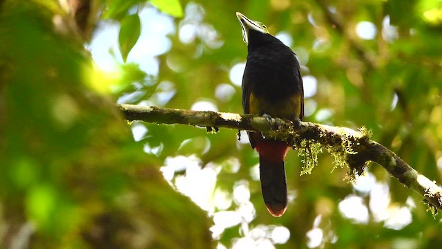 Toucanet à bec tacheté - ML616504277