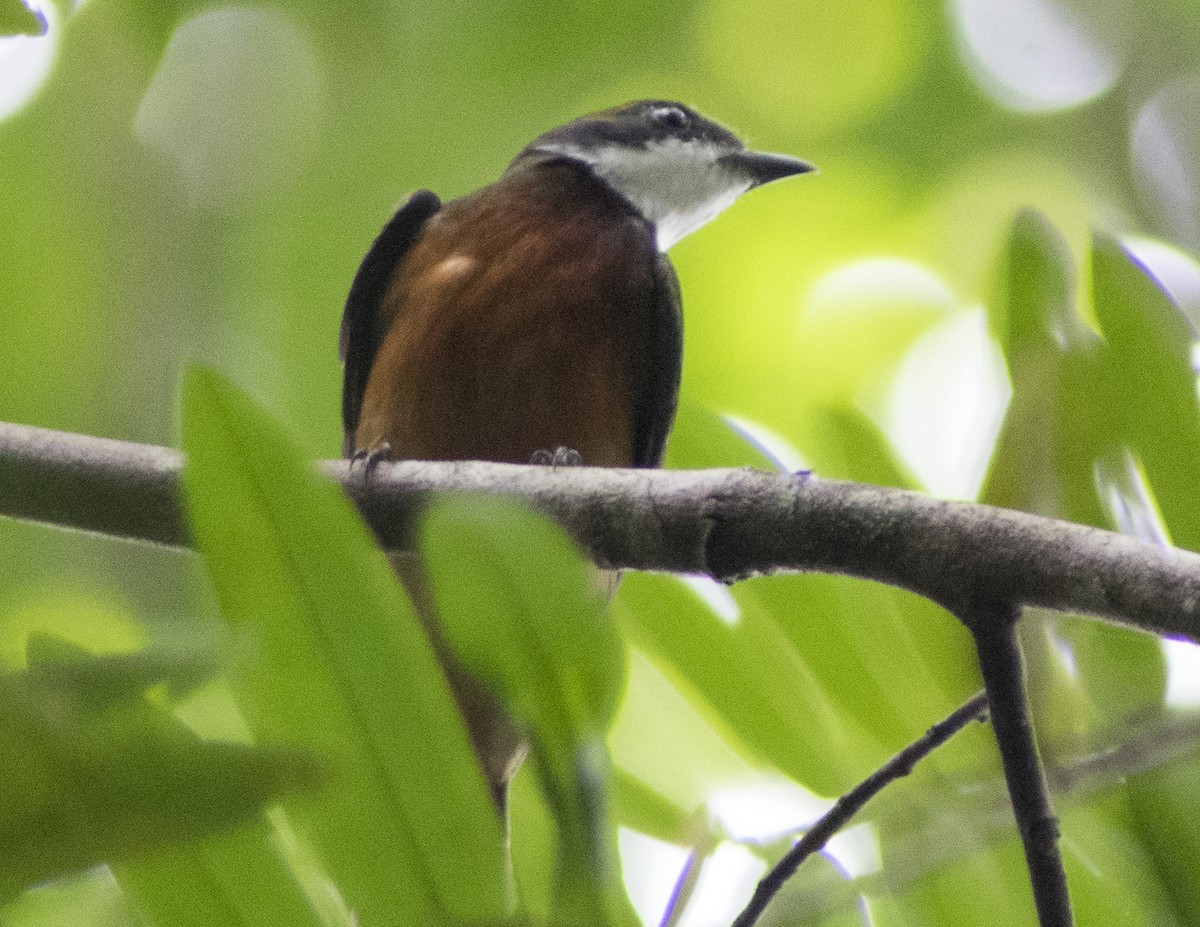 Yellow-crowned Manakin - ML616504300