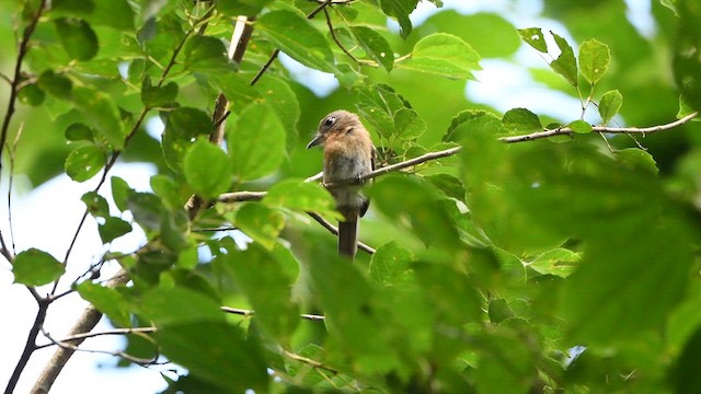 Rusty-breasted Nunlet - ML616504307