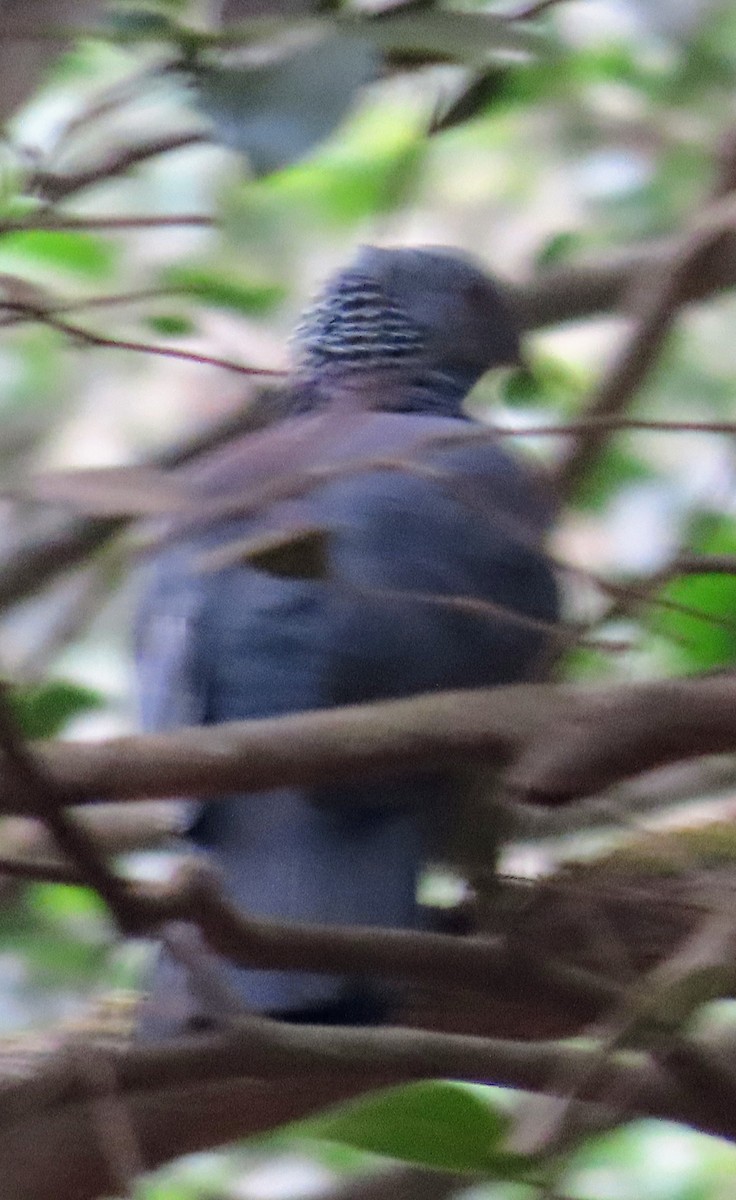 Nilgiri Wood-Pigeon - ML616504327