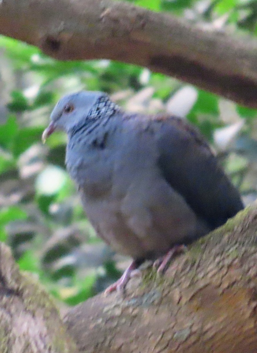 Nilgiri Wood-Pigeon - ML616504328