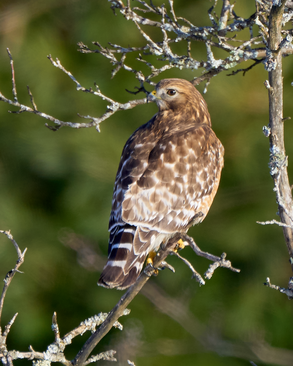 Red-shouldered Hawk - ML616504350