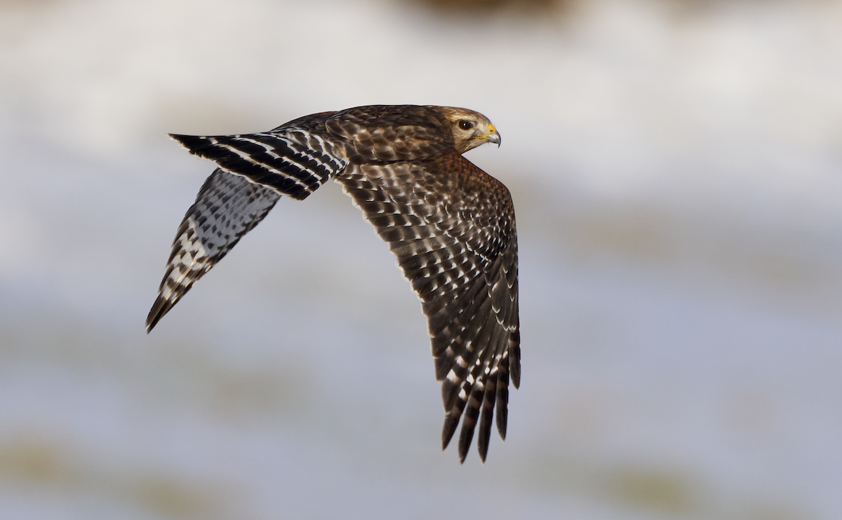Red-shouldered Hawk - ML616504351