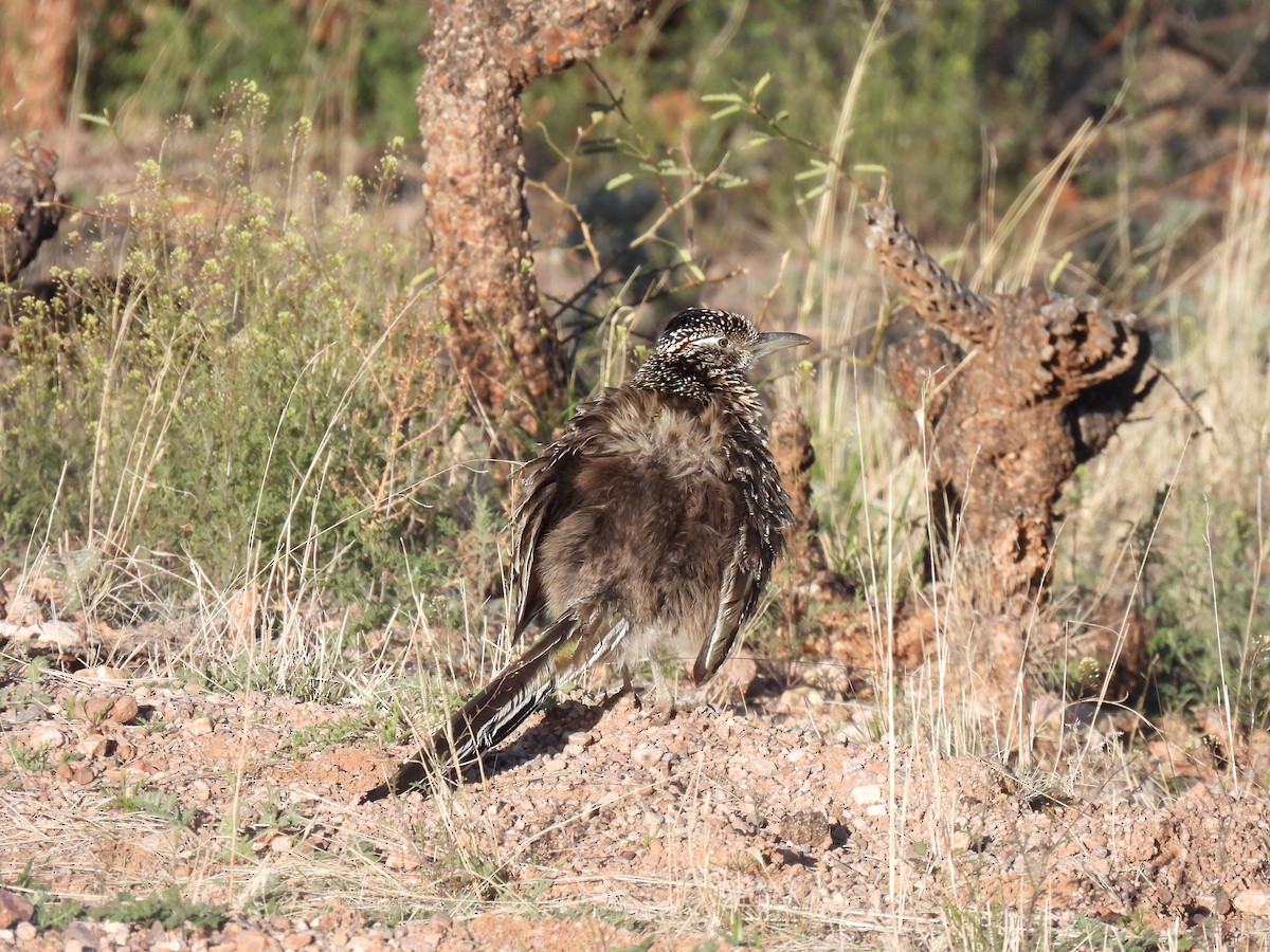 Greater Roadrunner - ML616504358