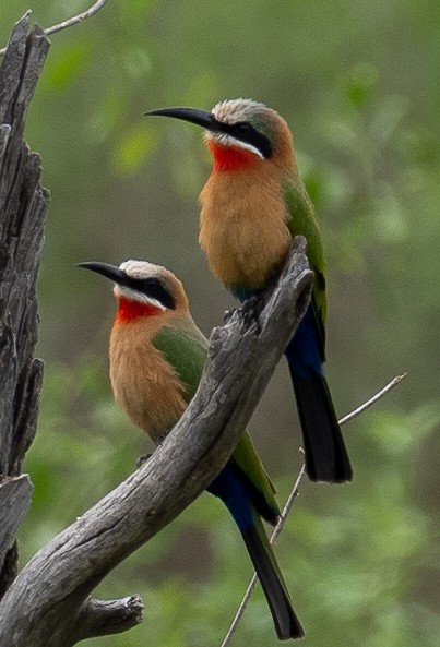 White-fronted Bee-eater - ML616504363