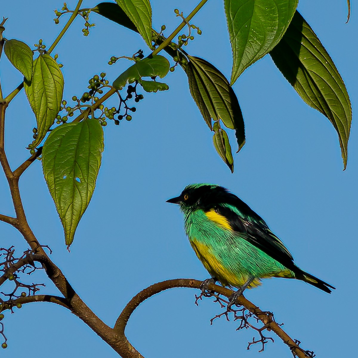 Black-faced Dacnis - ML616504371