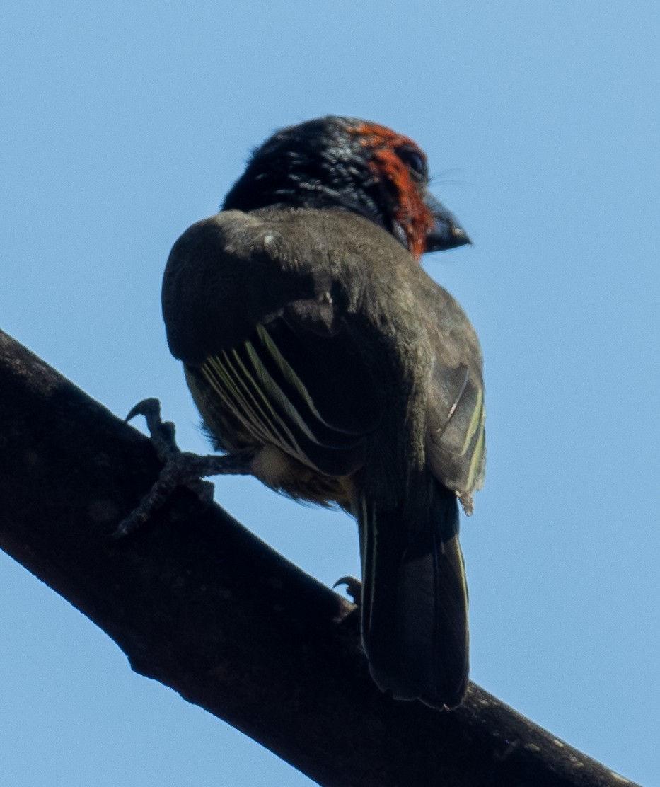 Black-collared Barbet - ML616504372