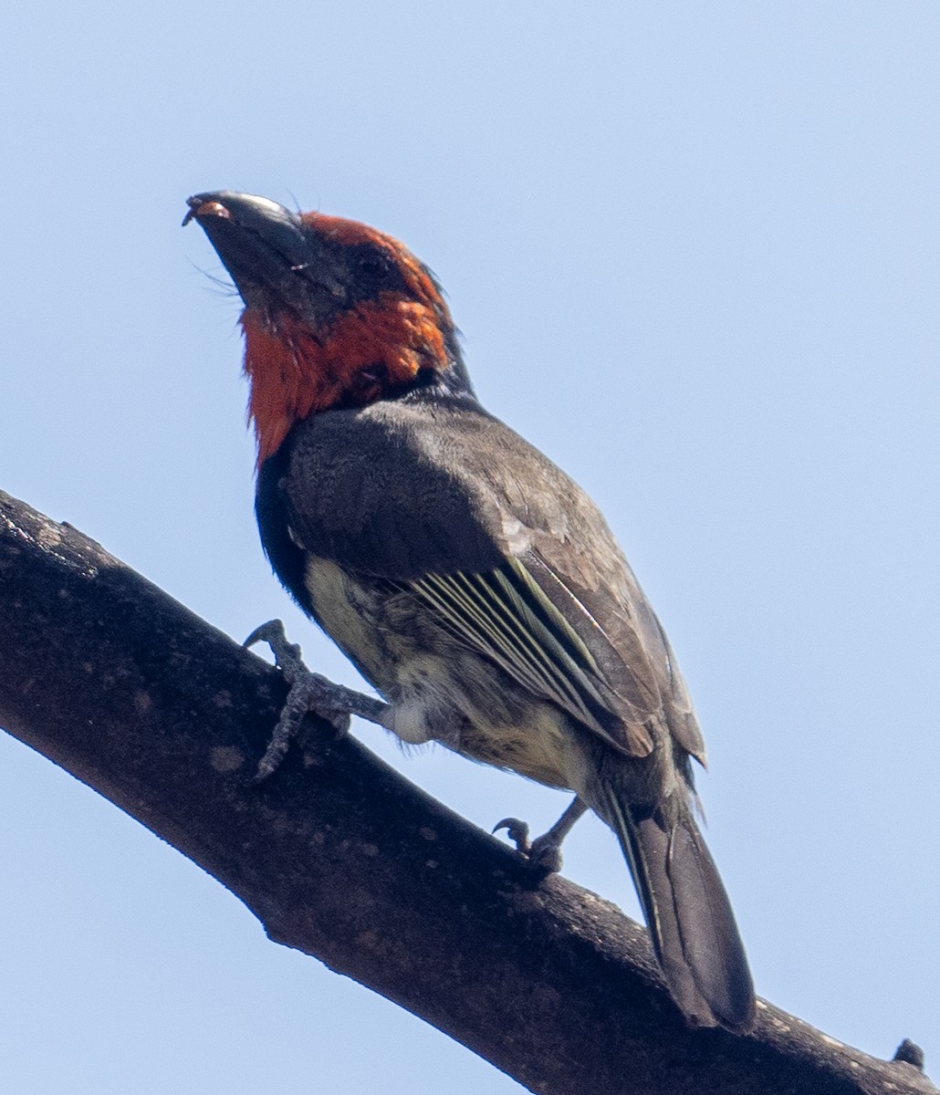 Black-collared Barbet - ML616504387