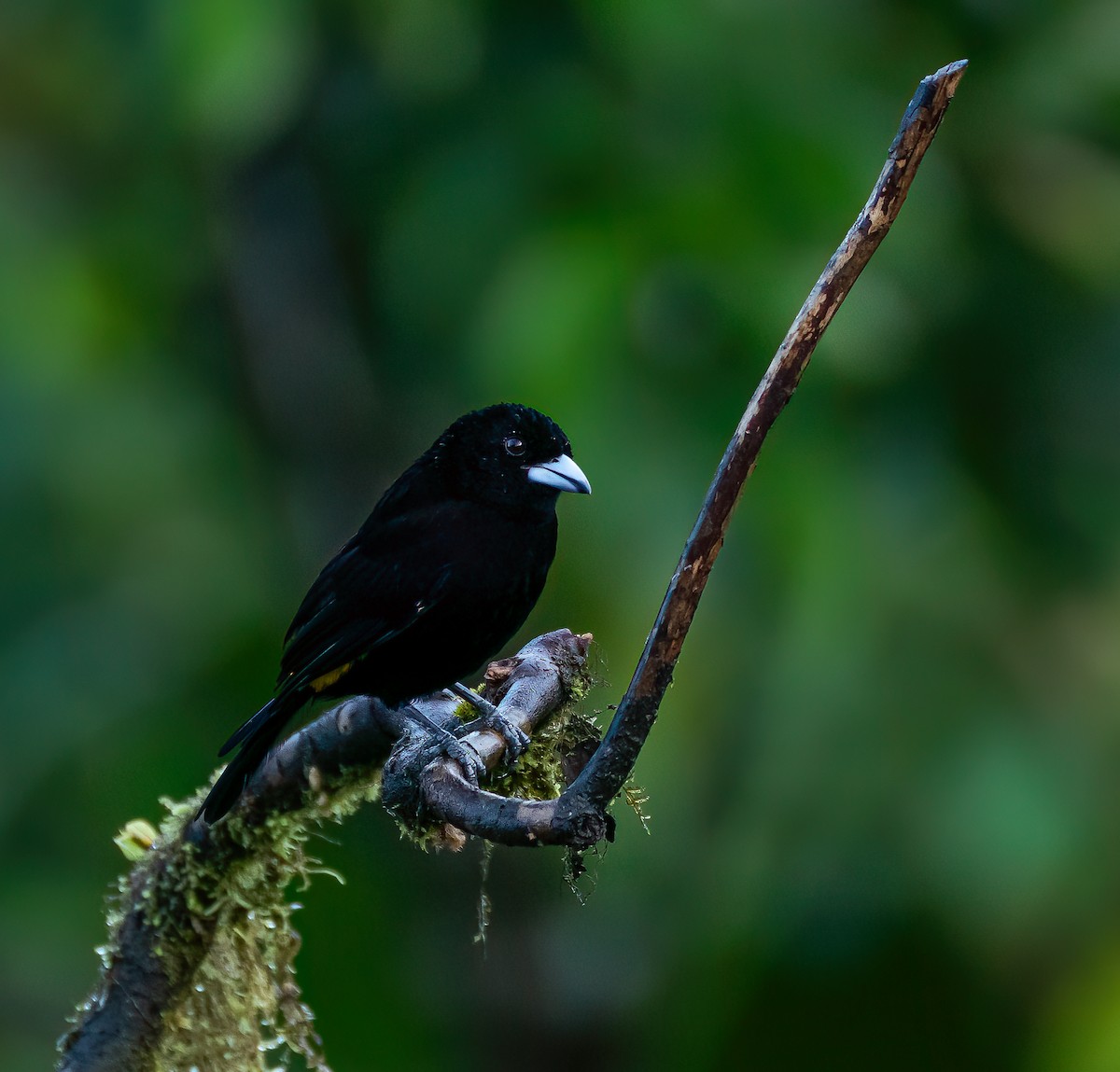 Tangara Negra - ML616504410