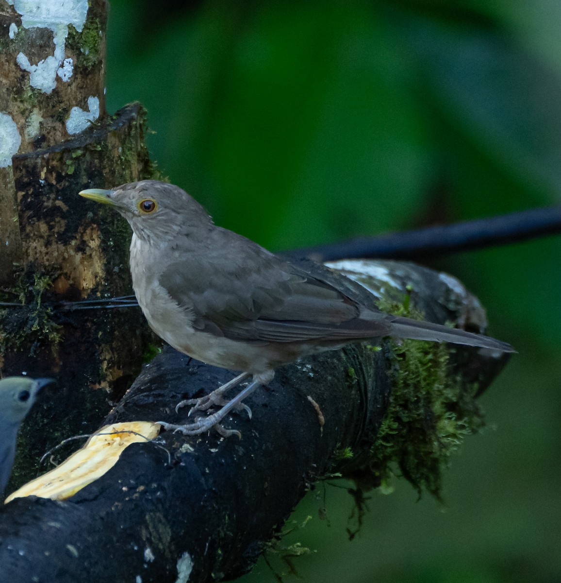 Ecuadorian Thrush - ML616504413