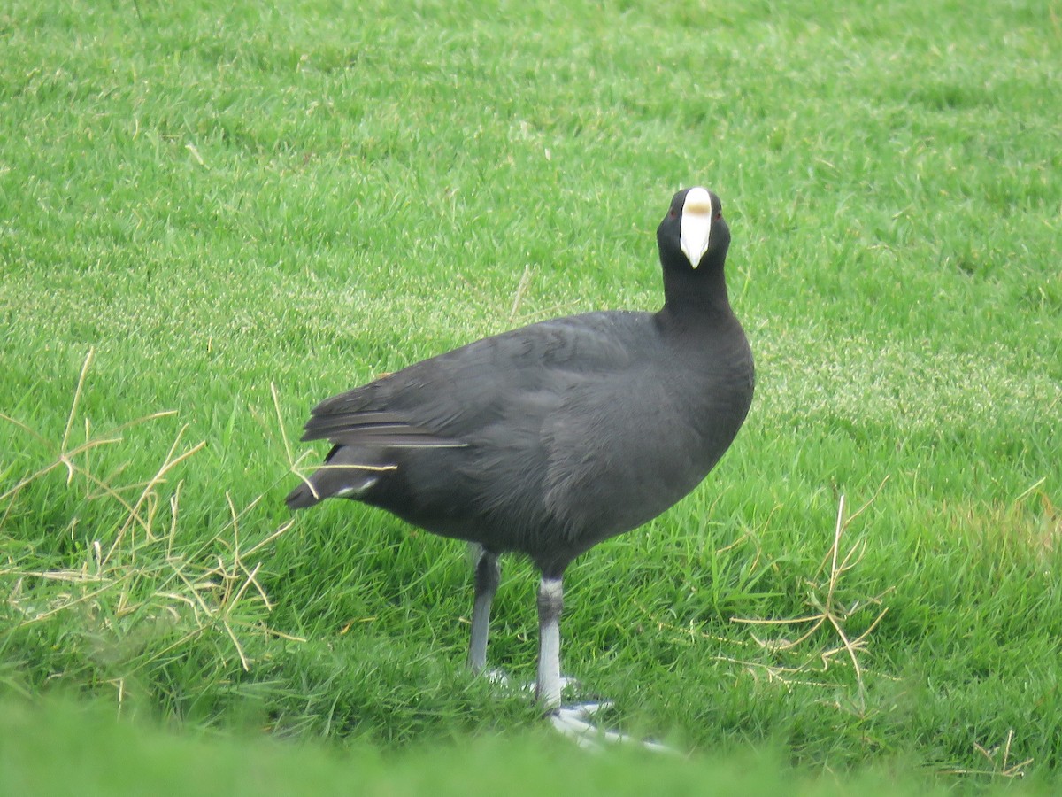 Hawaiian Coot - ML616504441