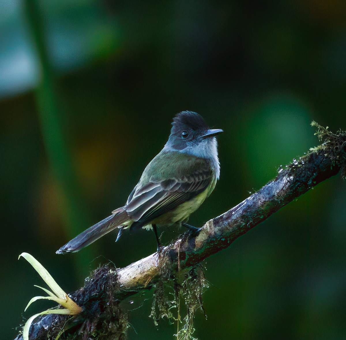 Dusky-capped Flycatcher - Braulio Castillo