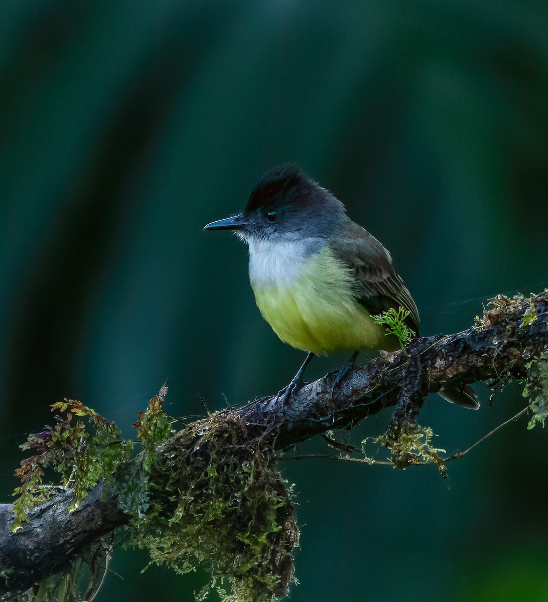 Dusky-capped Flycatcher - ML616504445