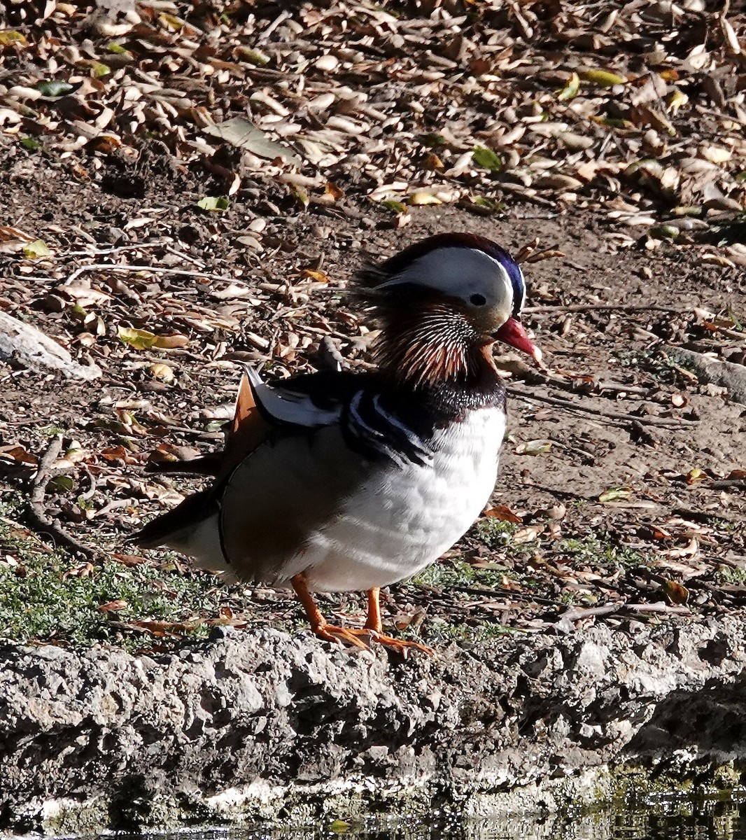 Mandarin Duck - ML616504479