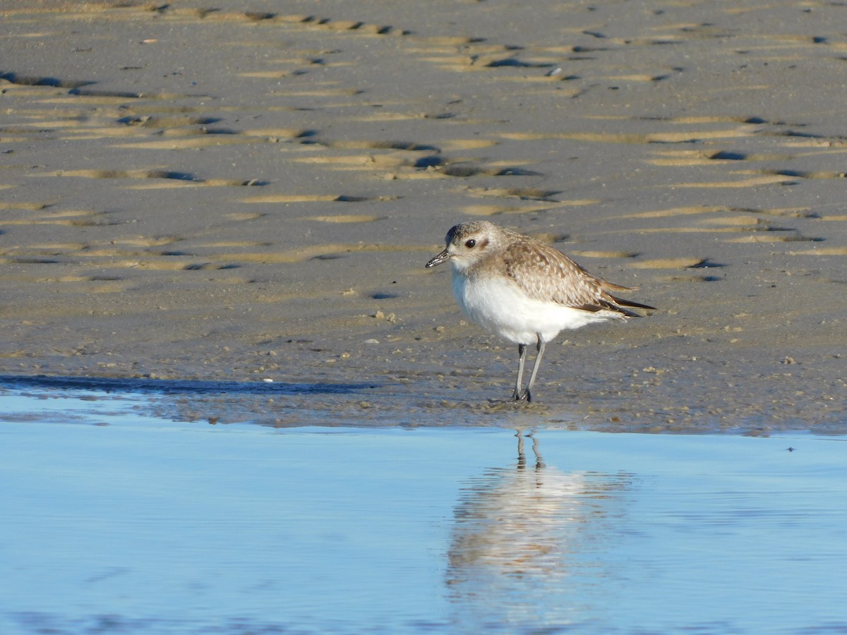 Black-bellied Plover - ML616504510