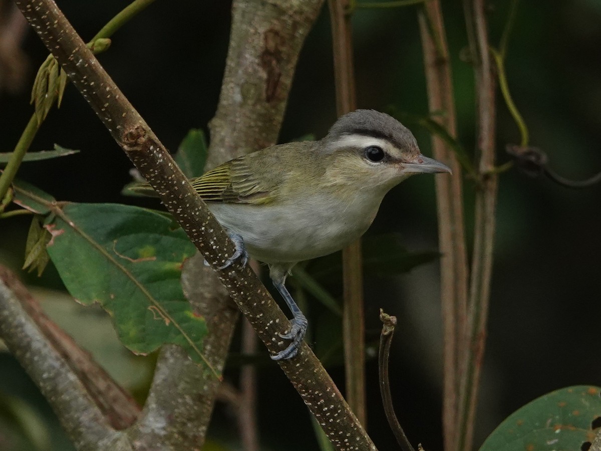 Vireo Chiví - ML616504546