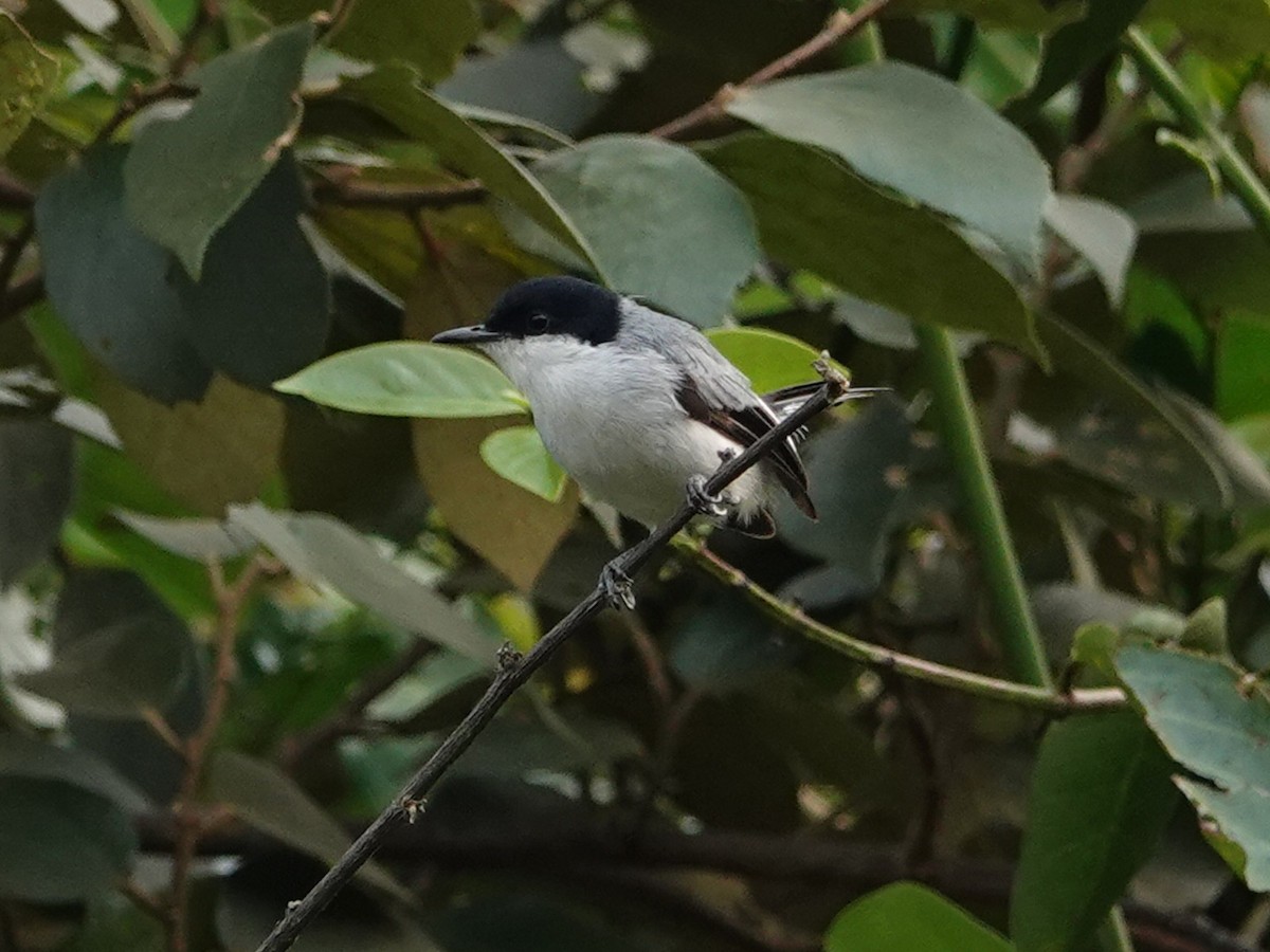 Tropical Gnatcatcher - ML616504556