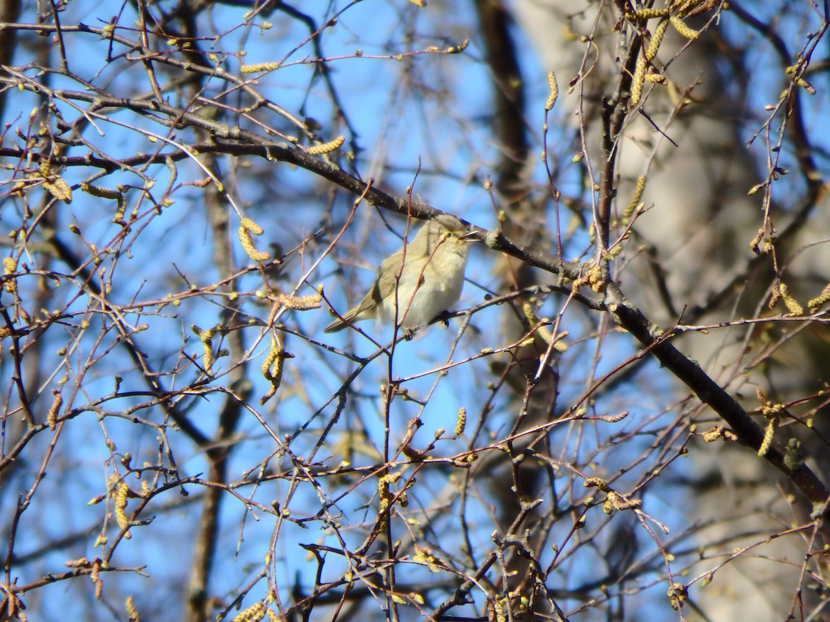 Common Chiffchaff - Michael Højgaard