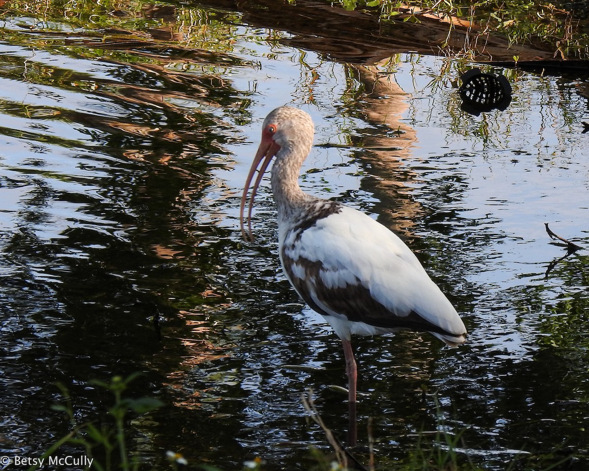 ibis bílý - ML616504586