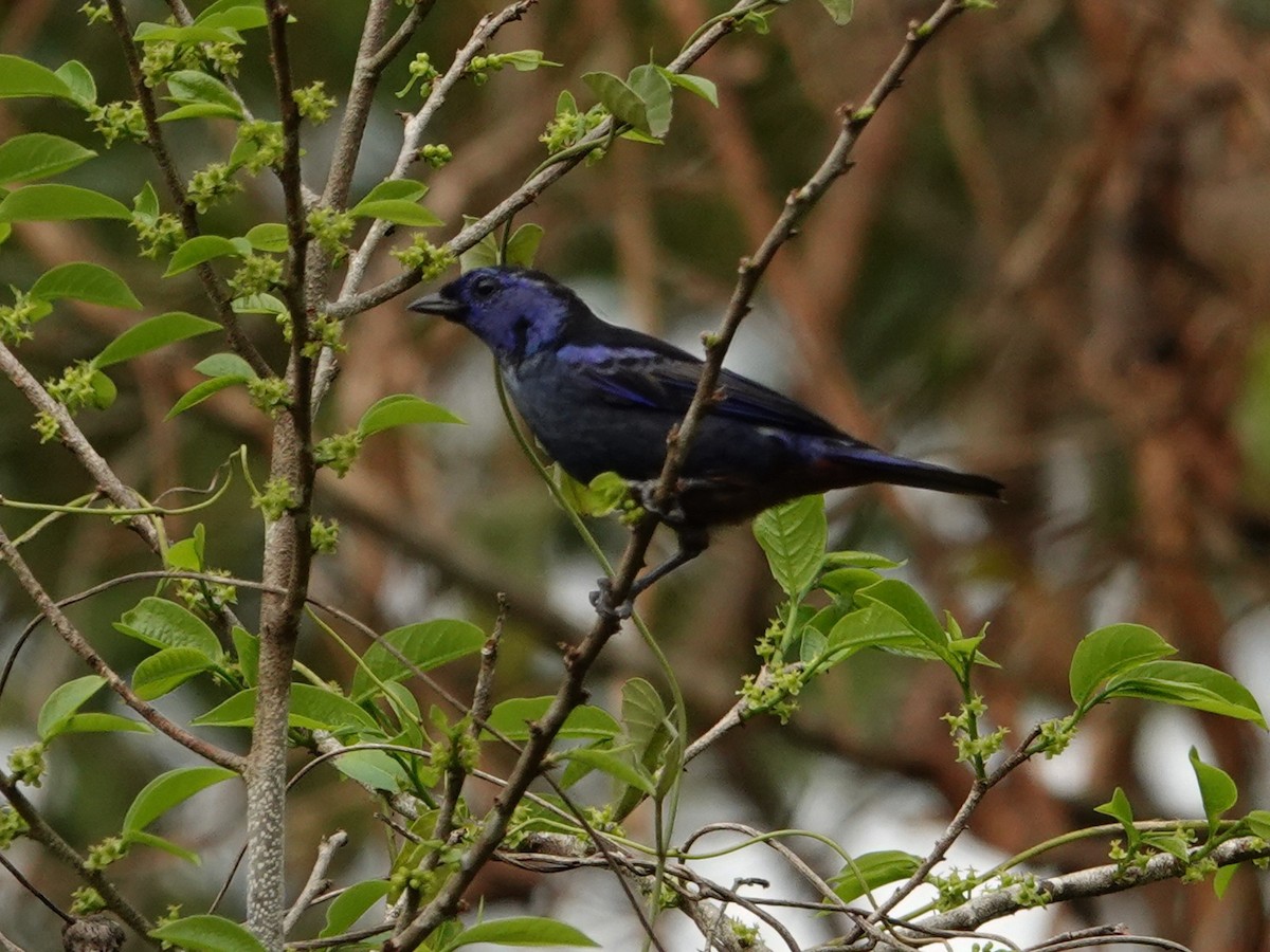 Opal-rumped Tanager - Wilmer Ramirez