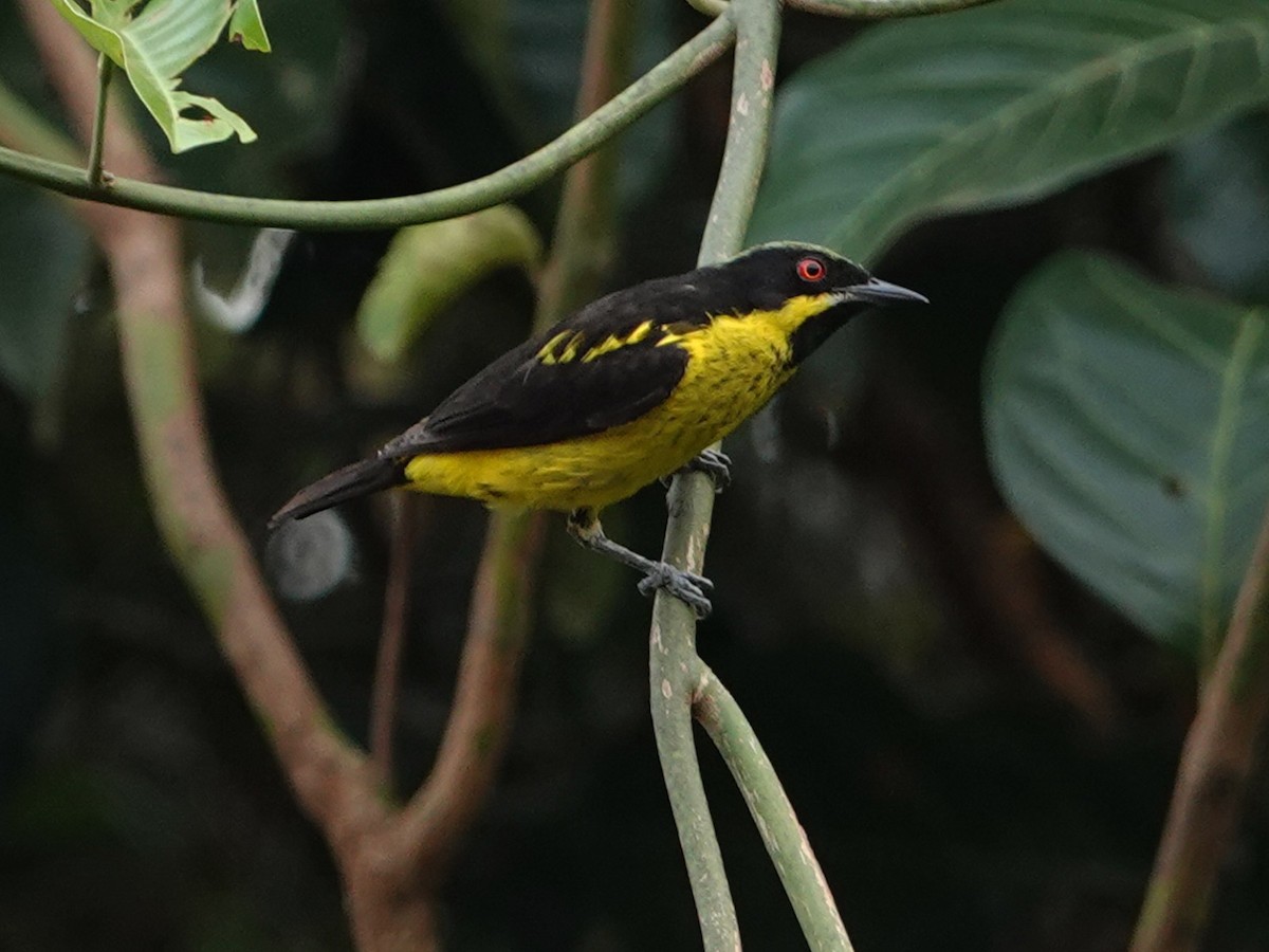 Yellow-bellied Dacnis - Wilmer Ramirez