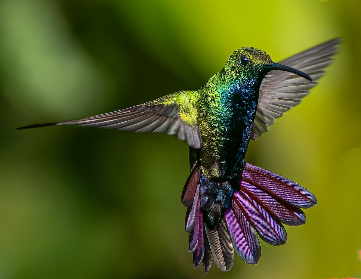 kolibřík tropický - ML616504609