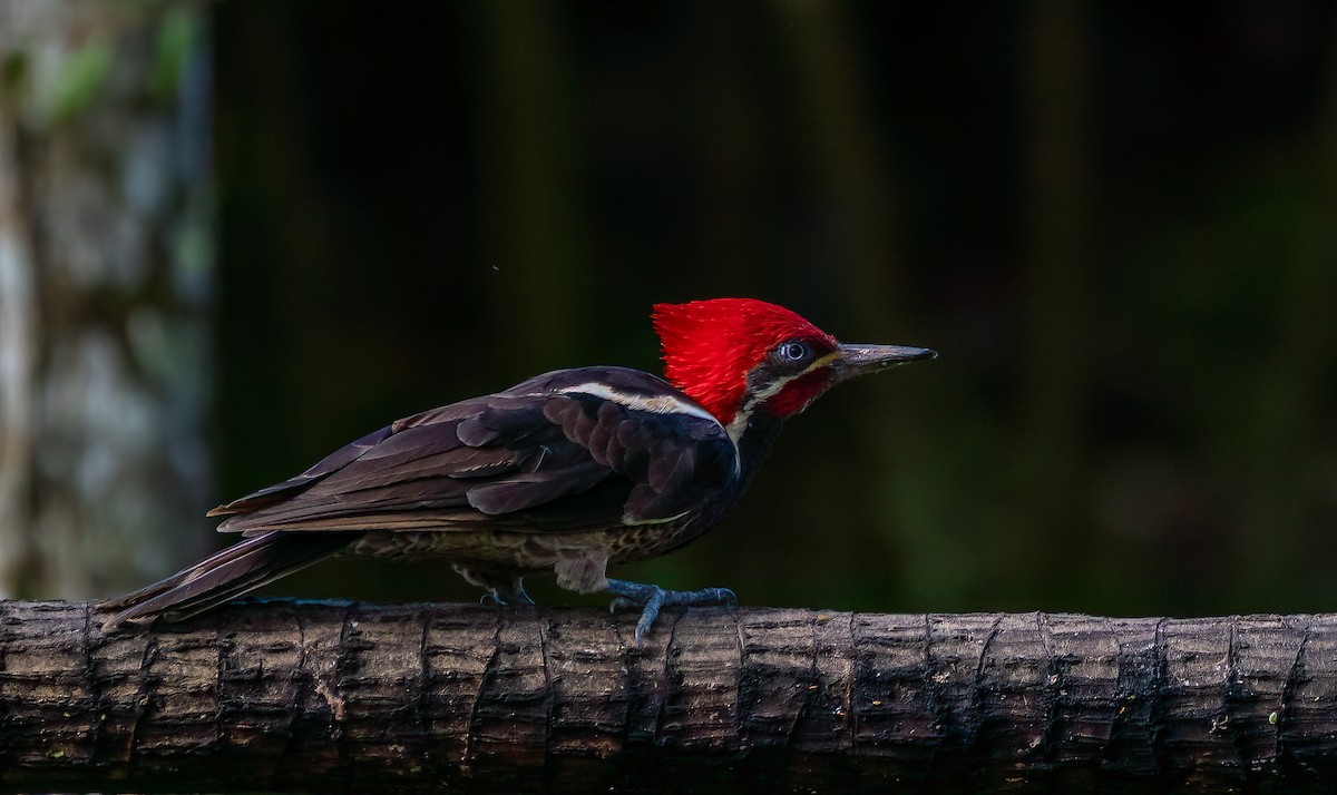 Lineated Woodpecker - ML616504612