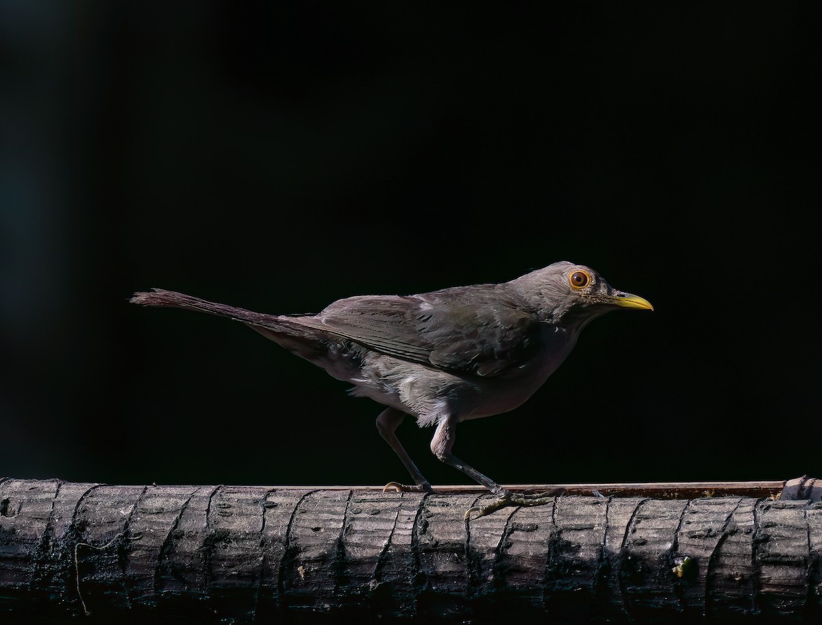 Ecuadorian Thrush - Braulio Castillo