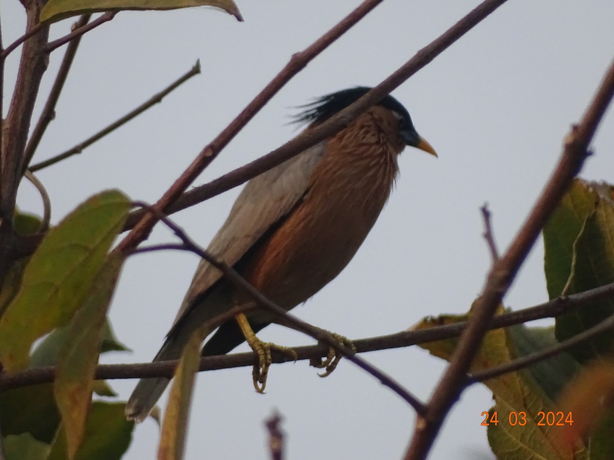 Brahminy Starling - ML616504629