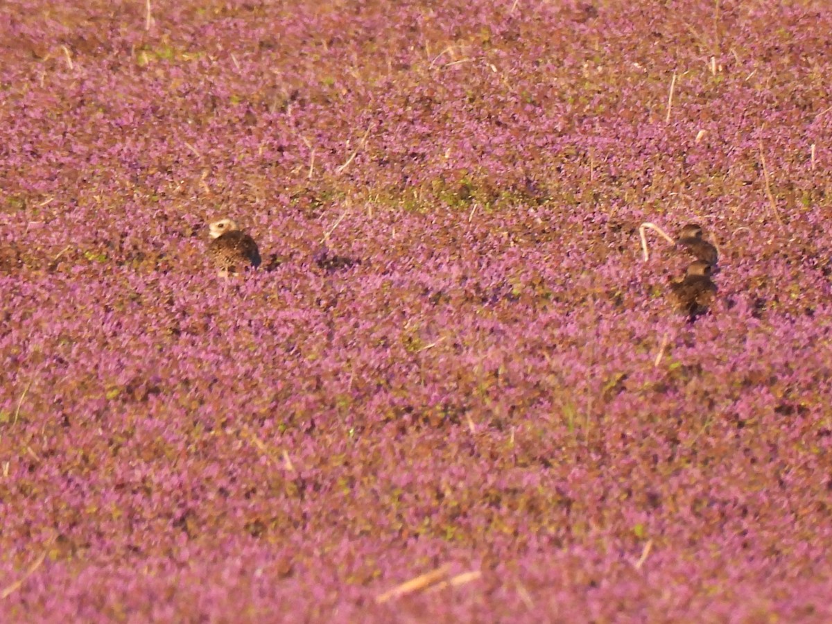 American Golden-Plover - Luke Schneider