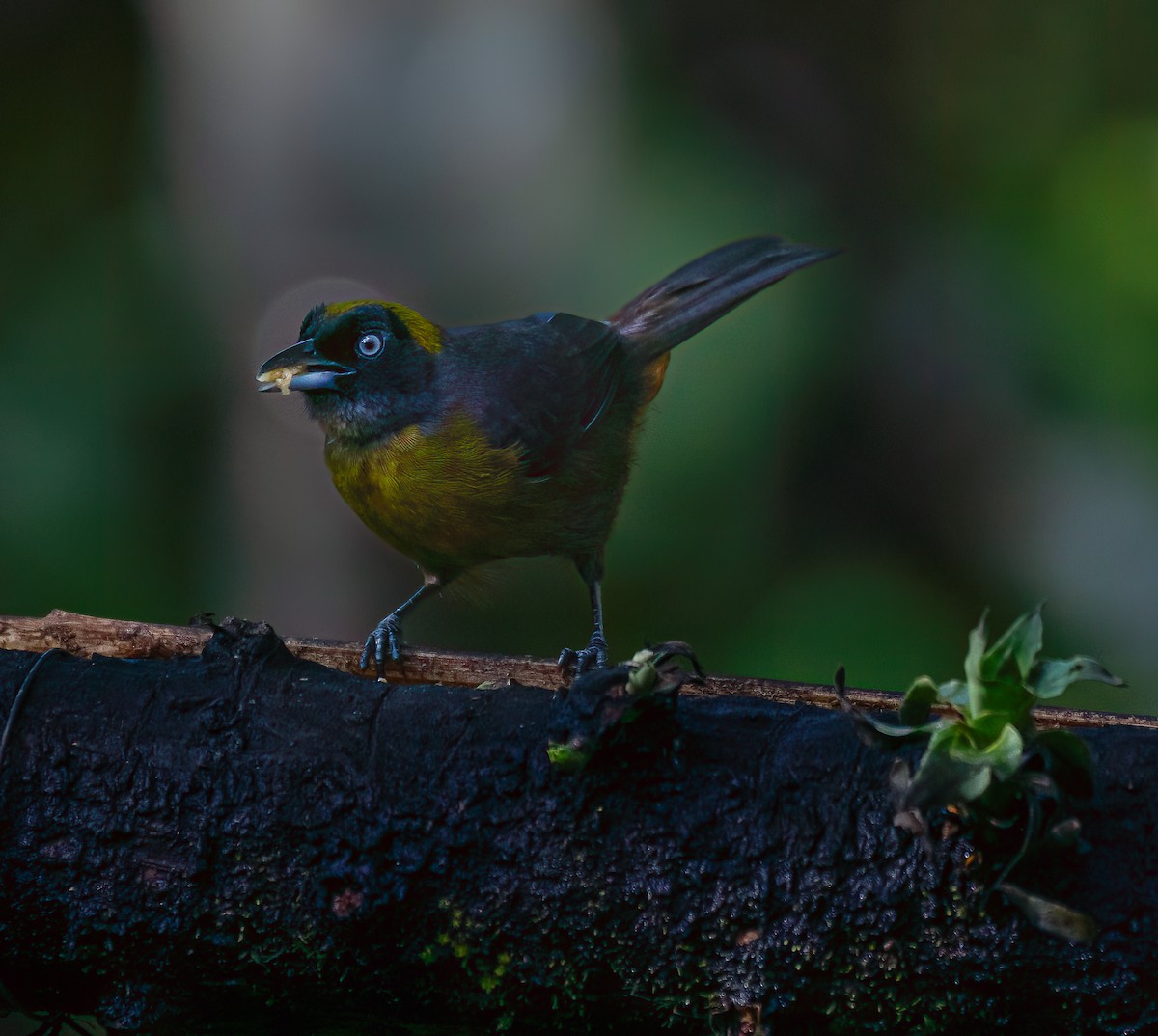 Dusky-faced Tanager - Braulio Castillo