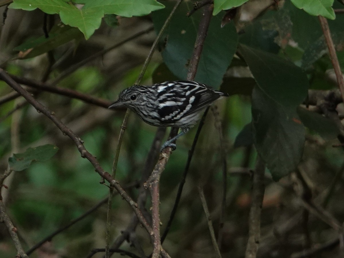 Amazonian Streaked-Antwren - ML616504679