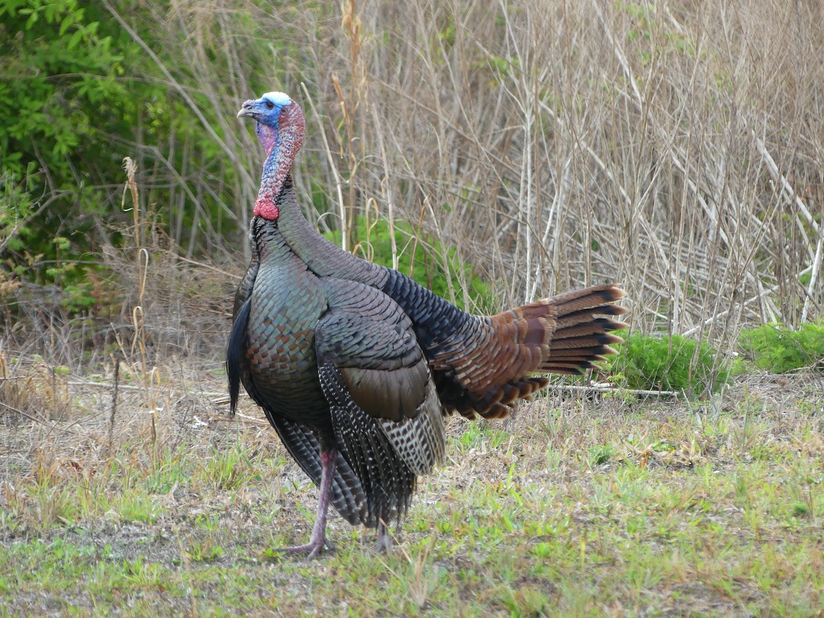 Wild Turkey - ML616504701